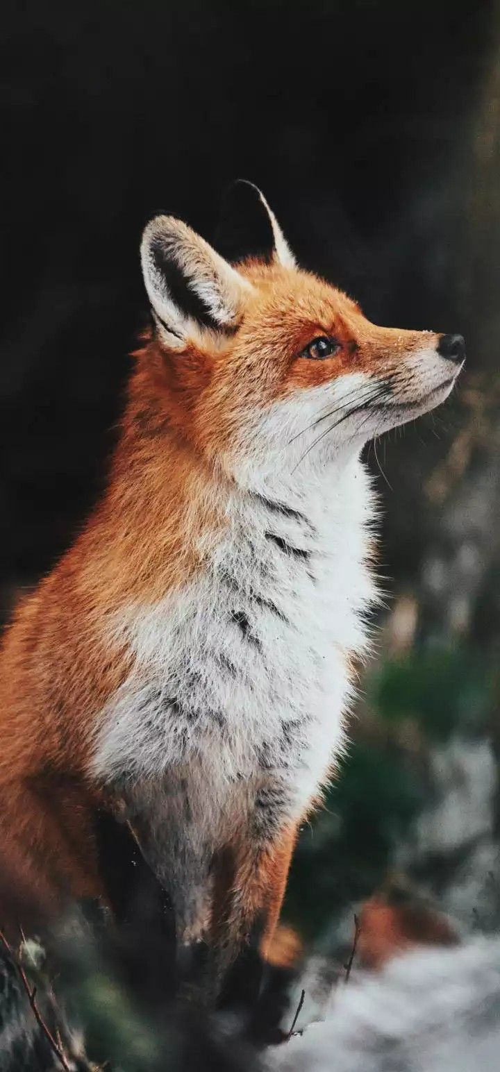 Zorro de Rico Ricón
